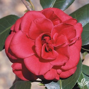 Tom Knudsen Camellia, Camellia japonica 'Tom Knudsen'